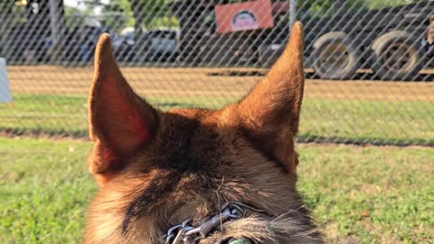 Service dog at truck pulls.