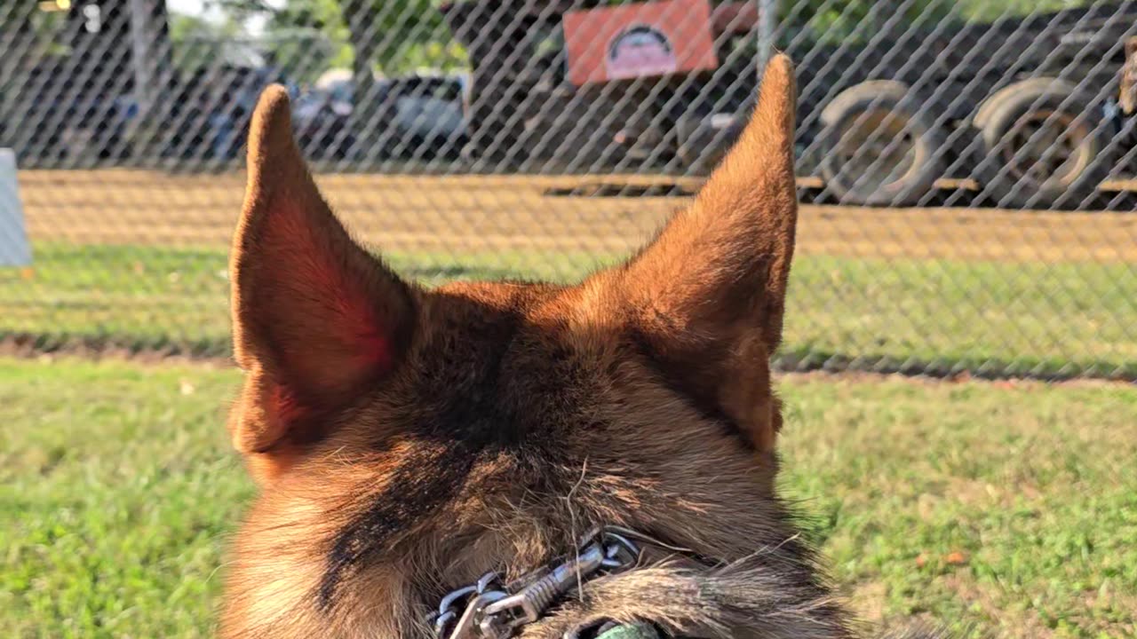 Service dog at truck pulls.