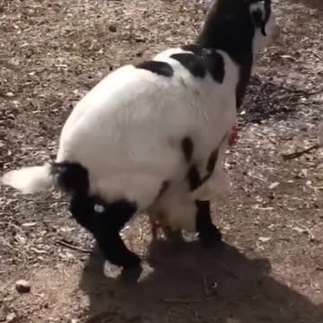 The moment a chicken was raped by a goat
