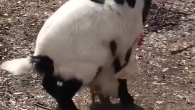 The moment a chicken was raped by a goat