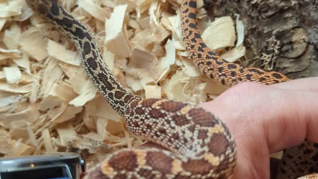 Baby Red Bull Snake