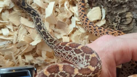 Baby Red Bull Snake