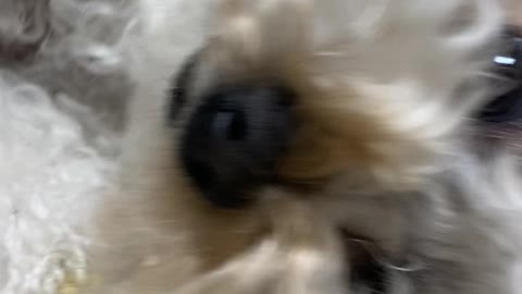 dog with hand