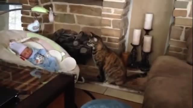 what happend then cat meeting babies for first time