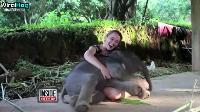 Baby elephant surprise girl