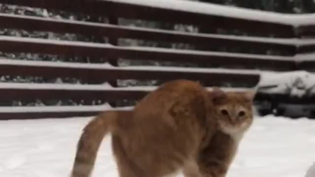 Funny cat play in snow for first time