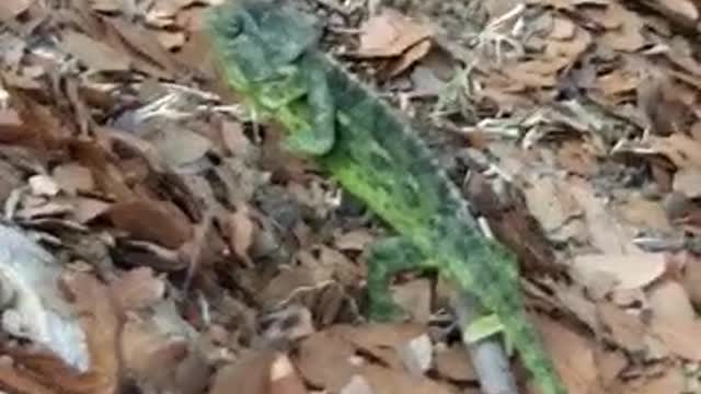 Wild chameleon at nature