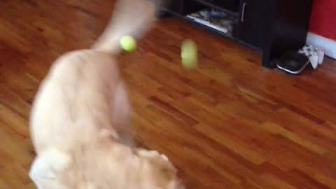 Three balls thrown at dog