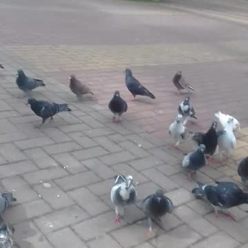 alimentando os pombos na praça pt2
