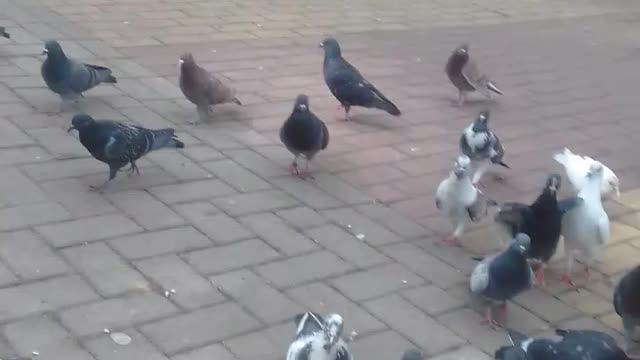 alimentando os pombos na praça pt2