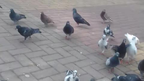 alimentando os pombos na praça pt2