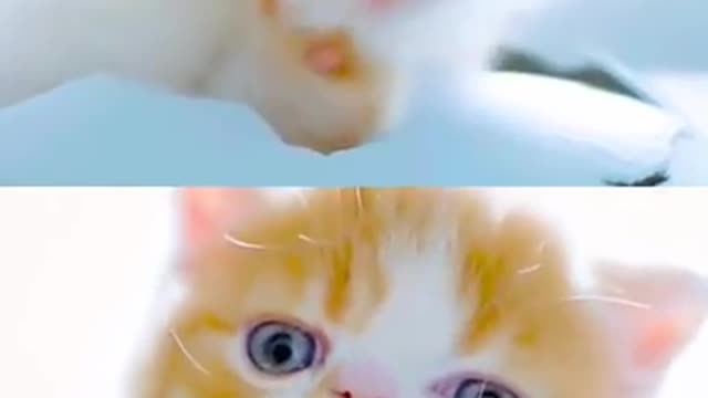 Funny And Adorable Cat In Egg Shell