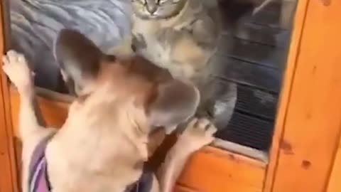 🤣 Funniest 🐶 Dogs and 😻 Cats - Awesome Funny Pet Animals Videos 😇