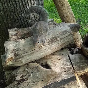 Coco's ear muffs and flying...