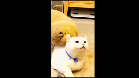 Cat Romantic video 😻❤️