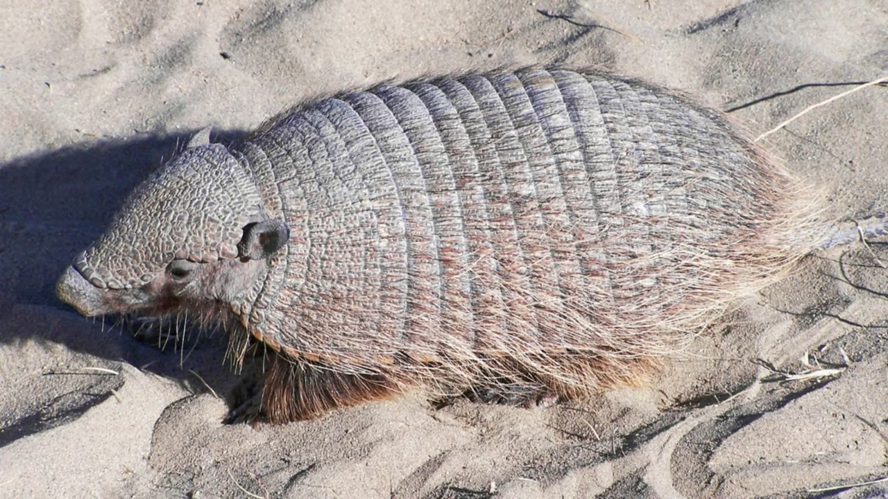 Discovering the Pink Fairy Armadillo: Nature's Tiny Marvel