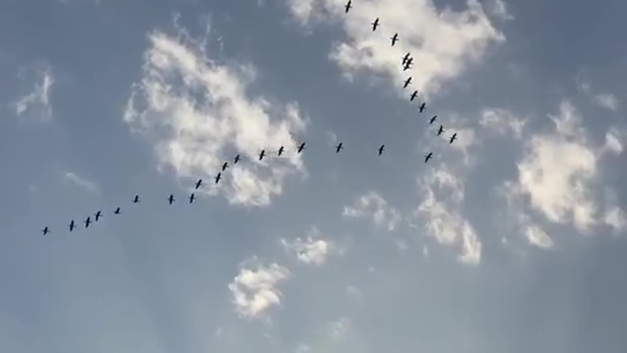 Birds in the sky💙