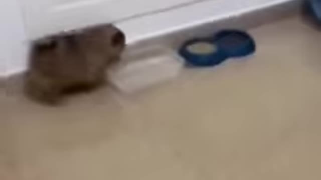 Funny dog