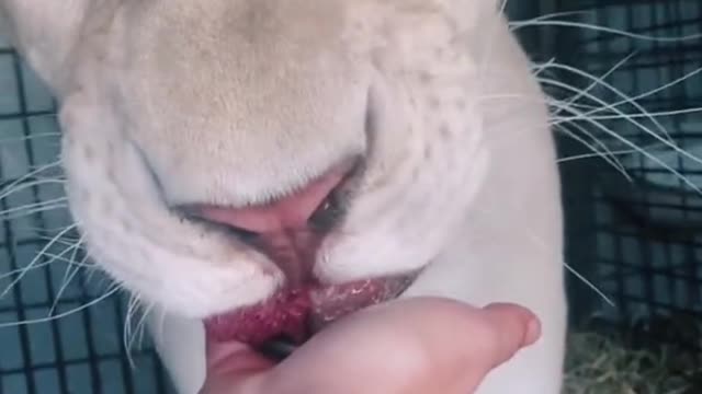 This little guy is so nice and slowly and carefully eating the meat from my hand