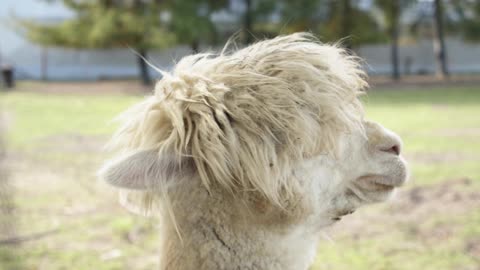 Alpaca Closeup