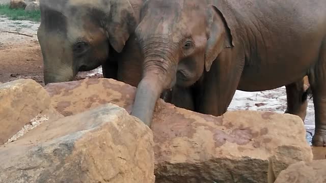 Elephant at the elephant Park