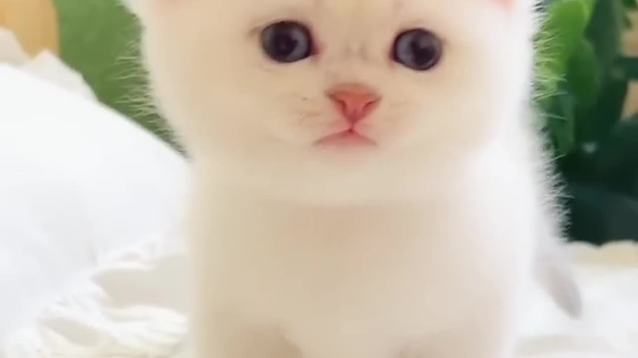 Baby cat meowing 🥰