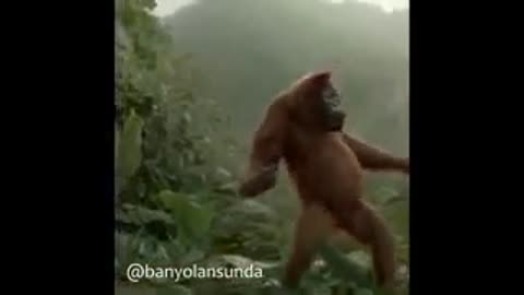 Funny monkey Dancing Videos