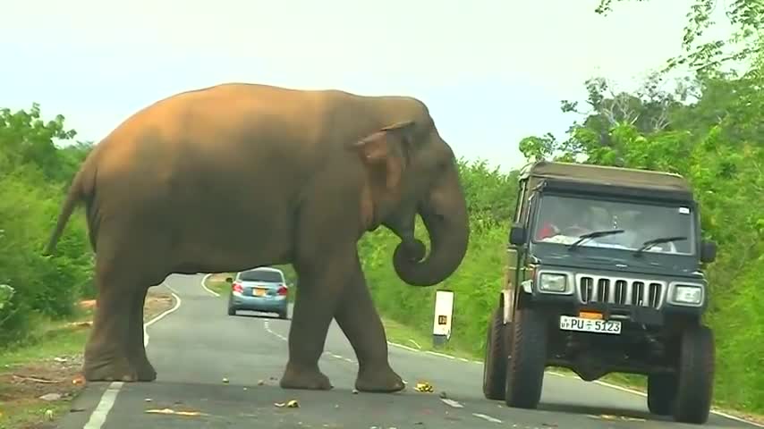 ANIMALS THAT ASKED PEOPLE FOR HELP