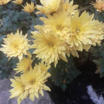 Chrysanthemums in the Shade