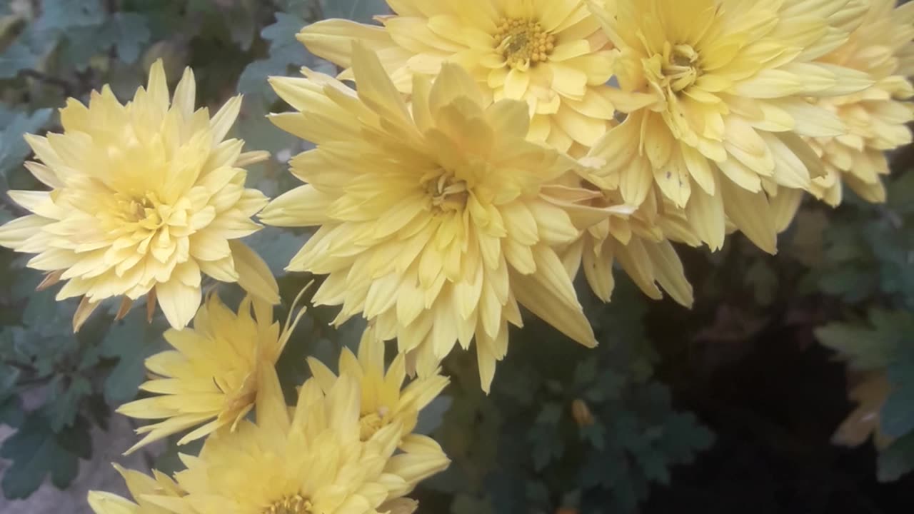 Chrysanthemums in the Shade