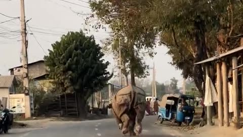 News Break: Rhino Gone Wild