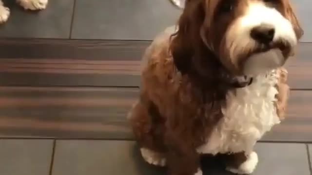 Dog wagging its tail, desperate to be cuddled