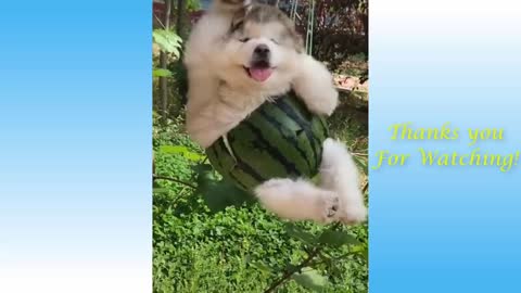 Pets funny moment