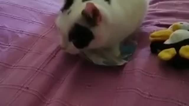 Mia the cutest cat playing