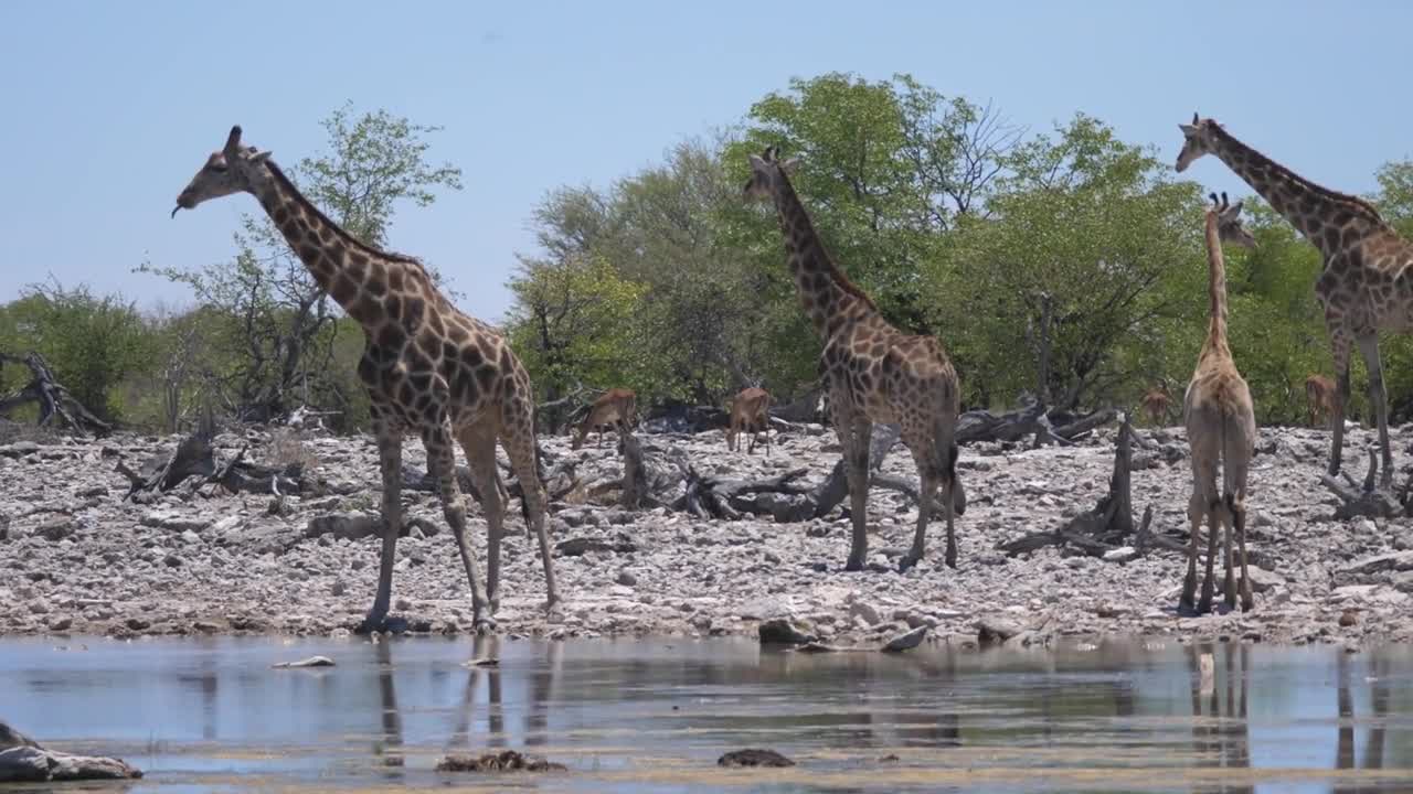 Herd of giraffe around a pond