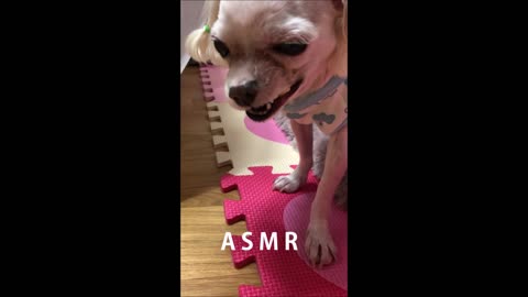 puppy The sound of eating asmr