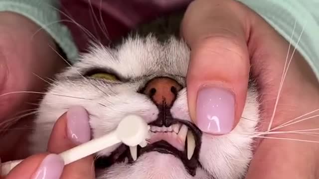 Cat teeth cleaning