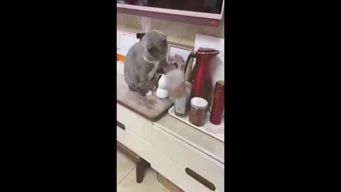 Best Cat funny video 2022 best animals video 2022