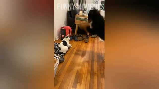 Dogs and cats are singing / Funny Moments