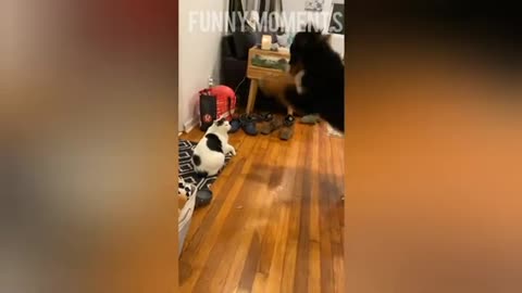 Dogs and cats are singing / Funny Moments