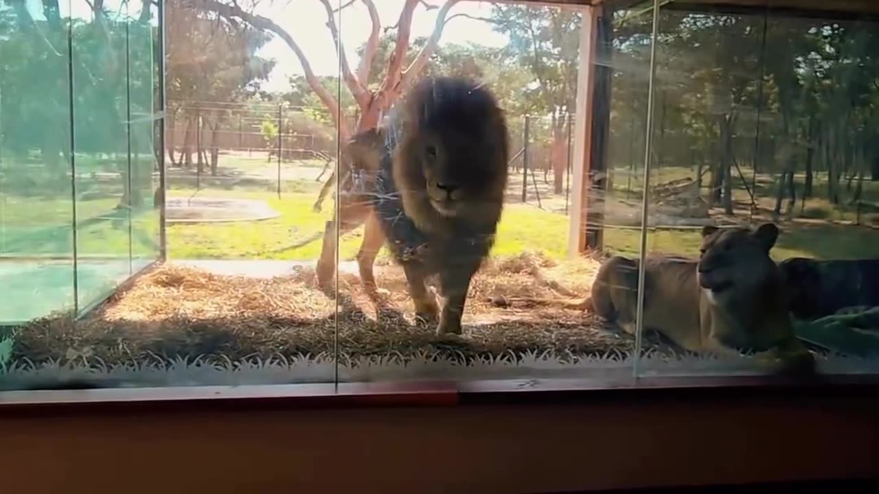 Would you spend in such a room lions overlooking.