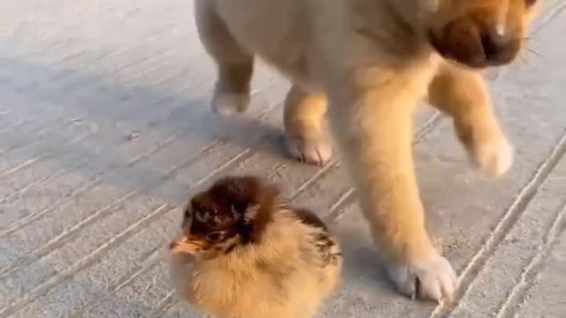 Cute puppy and chick