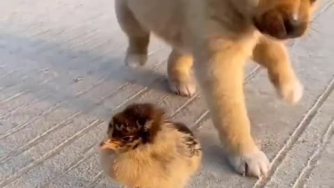 Cute puppy and chick