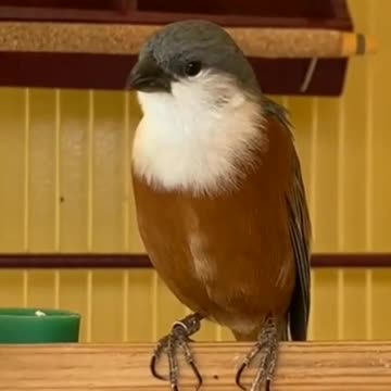 Caboclinho bird and its melody!♾