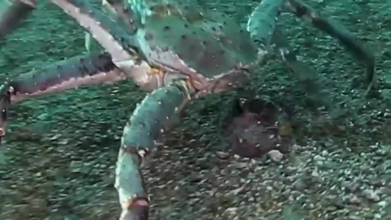 Before VS After Animal Transformation🤯| Amazing Animals Transformation