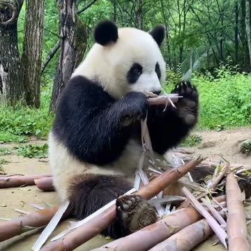 Cute Panda enjoying its meal
