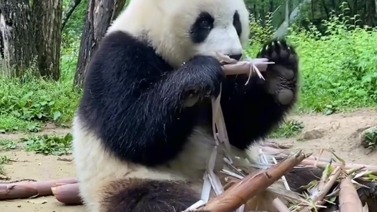 Cute Panda enjoying its meal