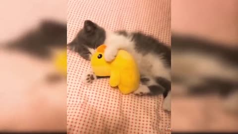 Kitten sleeps with his toy SUPER CUTE!