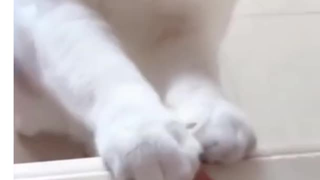 Silly cat