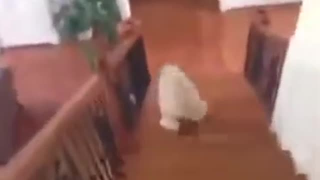 Dog fell down on the stairs from excitement